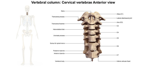 Wall Mural - Cervical Spine_Anterior view