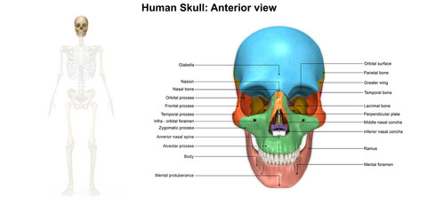 Skeleton_Skull Anterior view