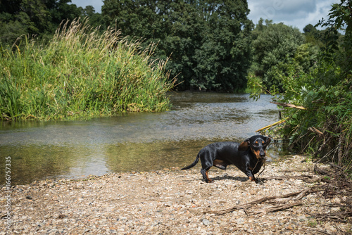 Black And Tan Smooth Haired Miniature Dachshund Standing By Ford