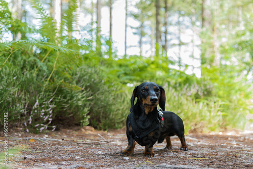 Black And Tan Smooth Haired Miniature Dachshund Standing In Front