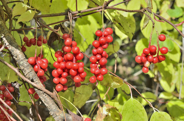 Poster - Berries of Far-Eastern plant (Schisandra chinensis) 2