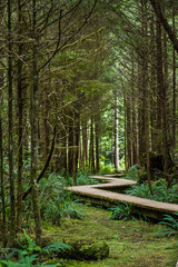  Wood path zig zag through rain forest bordered by tall green fir trees