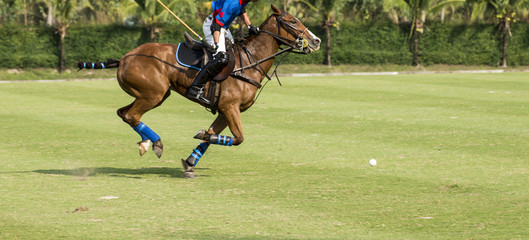 Wall Mural - Horses Run In a Polo Game On Day time.