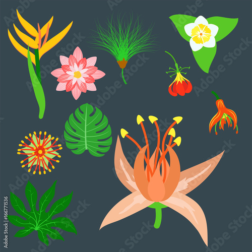 Beautiful tropical flower set design summer plants colorful decoration nature...