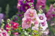 Variety of mallow flowers on the flowerbed, colorful summer background