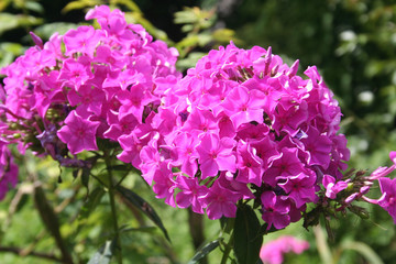 Wall Mural - Phlox dai fiori rosa in giardino