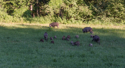 Numerous wild boar family grazing in a meadow