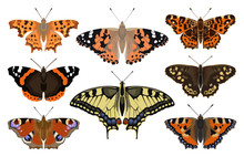 Butterfly Collection - Vector Color Illustration