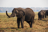 Fototapeta Sawanna - An african Elephant in Chobe NP in Botswana