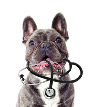 Veterinarian Dog And Stethoscope