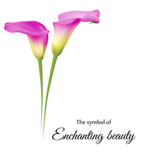 Realistic Pink Calla Lily. The Symbol Of Enchanting Beauty.