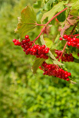 Sticker - Red berries of a guelder-rose bush