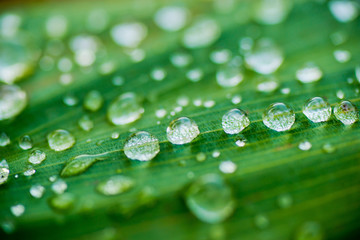  droplet water on leave background