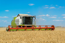 Combine Harvester Threshes Wheat On Field, Russia