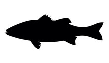 Silhouette Fish Seabass On White Background, Vector Illustration