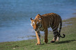 Tiger beside lake