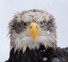 A Beautiful American White-headed Eagle Portrait
