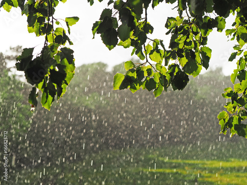 Sunshower or sun shower, meteorological phenomenon: rain falls while the sun is shining. Blind rain, rain and sun at the same time. Sunshower against the background of green branches trees and meadow