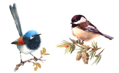 Fairy Wren and Chickadee Two Birds Watercolor Hand Painted Illustration Set isolated on white background