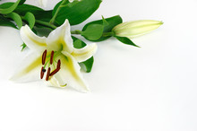Blooming Lily Isolated On White Background