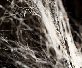 Wall Mural - Spider web on the ceiling as a background