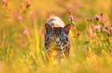 Fototapeta Koty - Cat in meadow, back lit by golden evening summer light