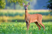Wild Female Roe Deer In A Field