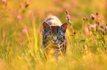 Wall Mural - Cat in meadow, back lit by golden evening summer light