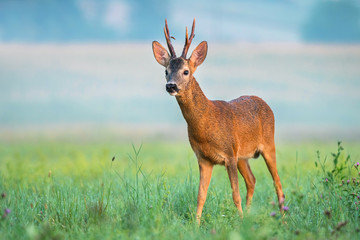 Wall Mural - Wild roe deer with big antlers in a field