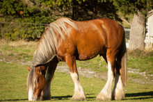 Clydesdale Grazing