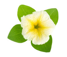Yellow Flower Of Petunia With Green Leaves Isolated On White Background