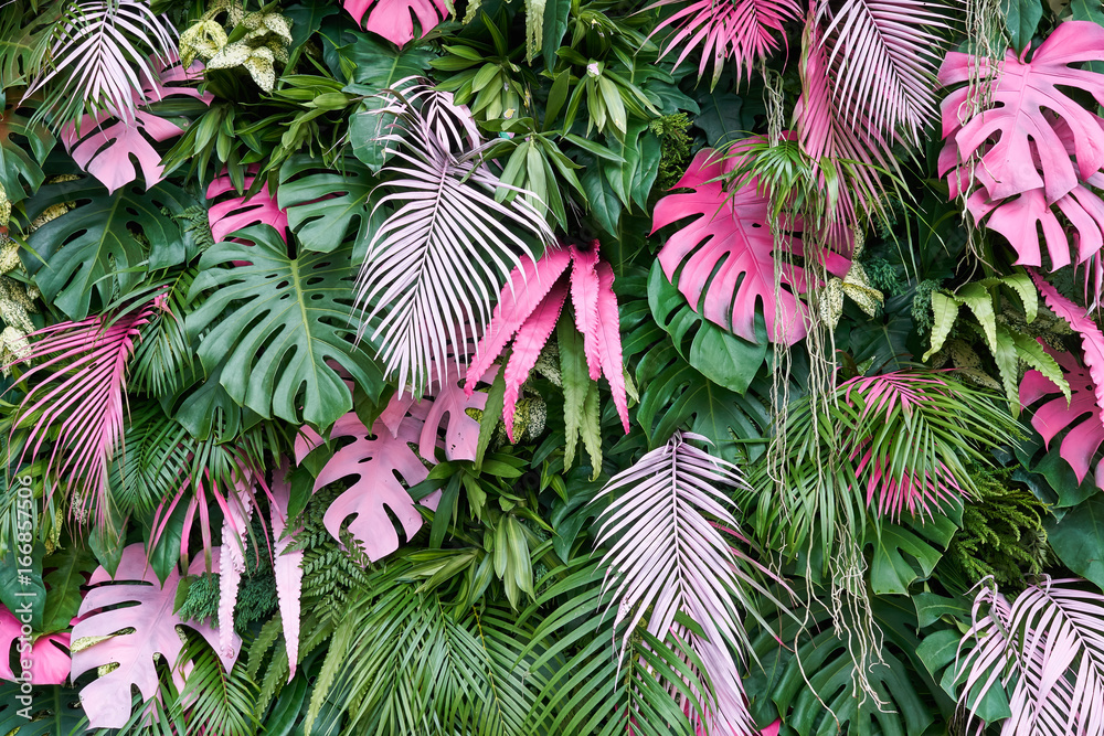 Tropical trees arranged in full background Or full wall There are leaves in different sizes, different colors, various sizes, many varieties. Another garden layout. - obrazy, fototapety, plakaty 