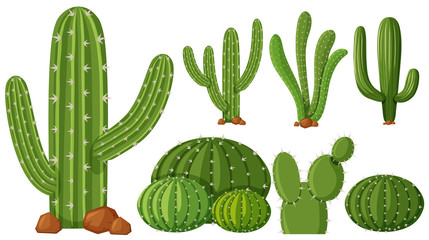 Wall Mural - Different types of cactus plants
