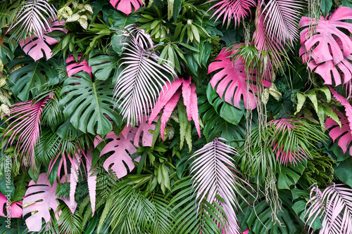 Obraz w ramie Tropical trees arranged in full background Or full wall There are leaves in different sizes, different colors, various sizes, many varieties. Another garden layout.