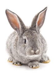 Sticker - One gray rabbit.