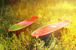 © dyageleva - Two bright skateboards on green grass