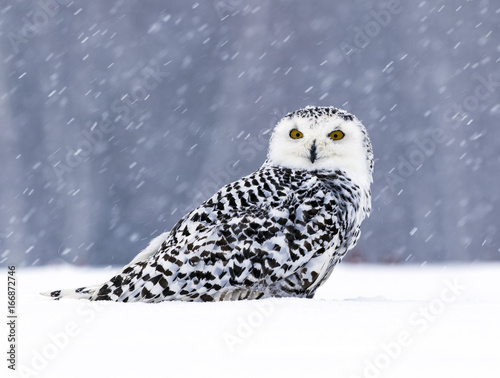 Plakaty Sowa   sowa-sniezna-siedzi-na-sniegu-zimowa-scena-z-platkami-sniegu-na-wietrze