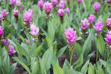 Fototapeta Tulipany - Siam Tulip in park. blooming pink flower in garden