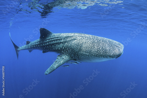 Plakat Rekin wielorybi