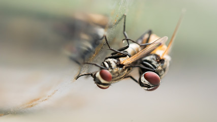 macro of fly in the nature