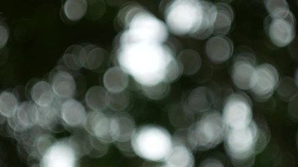 Poster - green nature abstract background from leaf ,green bokeh out of focus background from nature wind blows in forest