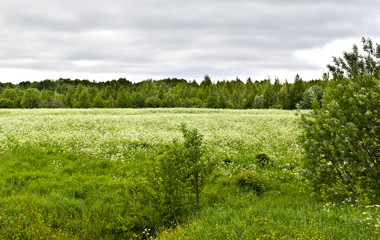 Cloudy weather at flowering white flowers field in northern Russia