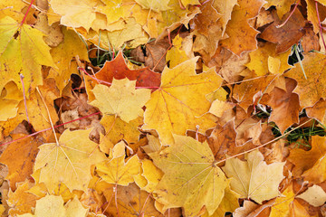 Wall Mural - fallen frosted autumn leaves in town park on ground