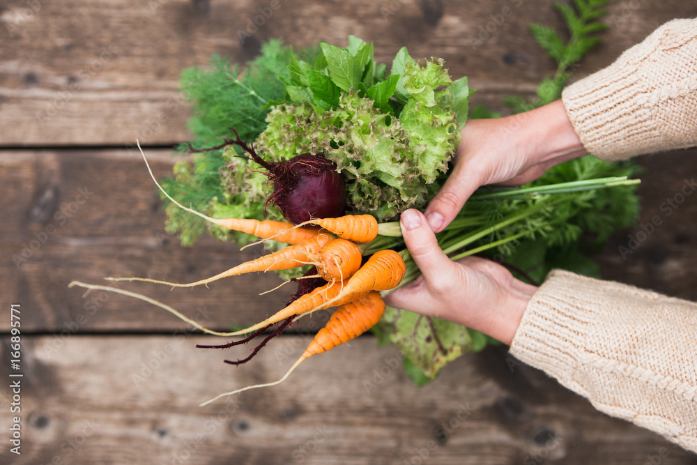 In the hands of fresh carrots, beets, parsley, dill and mint. Close-up of female hands with vegetables. - obrazy, fototapety, plakaty 