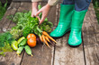 Woman in rubber boots in the garden with vegetables. Season harvesting.