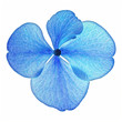 Single blue hydrangea flower in closeup isolated on a white background
