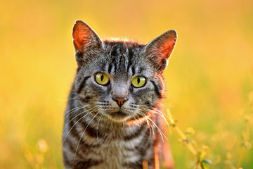 Wall Mural - Close up photo of domestic cat, back lit by sun