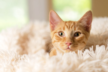 Young orange kitten cat feline peeking out of soft white blanket looking pampered happy curious luxurious at home soft happy sweet friendly alert watching waiting while making eye contact