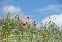 Beautiful Vibrant Landscape Image Of Wildflower Meadow In Summer