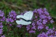 motyl bielinek rzepnik (Pieris rapae)